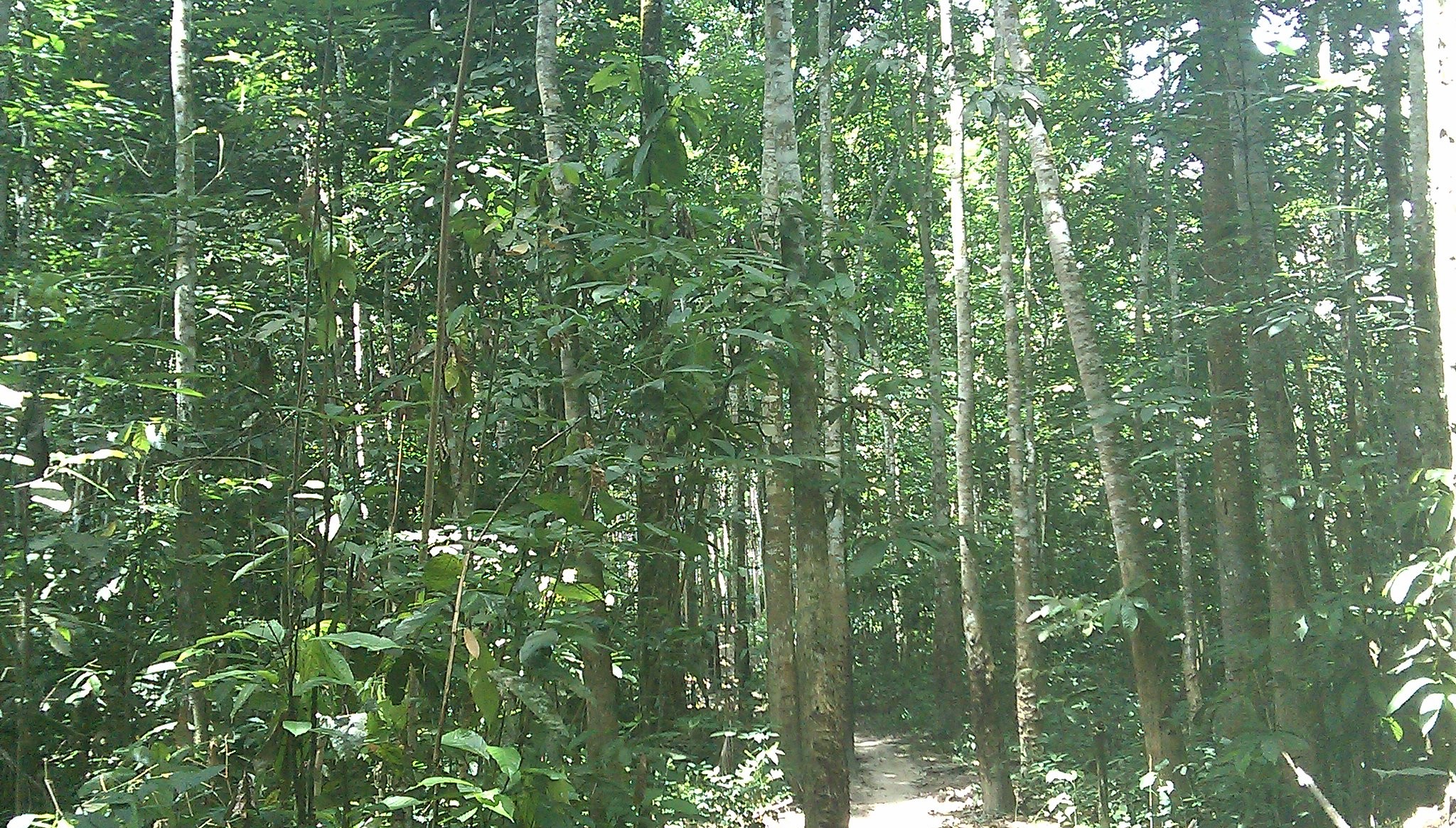 La brousse sauvage